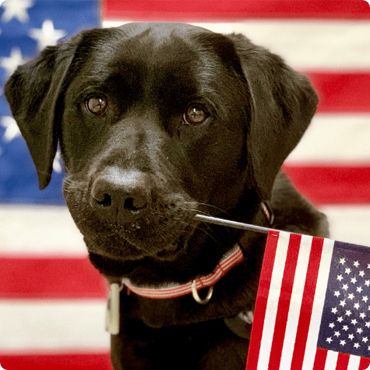 dog with flag in mouth