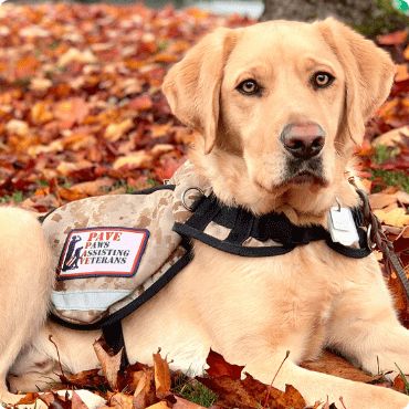 service dog with vest