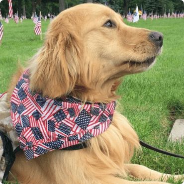 dog with flag bandana